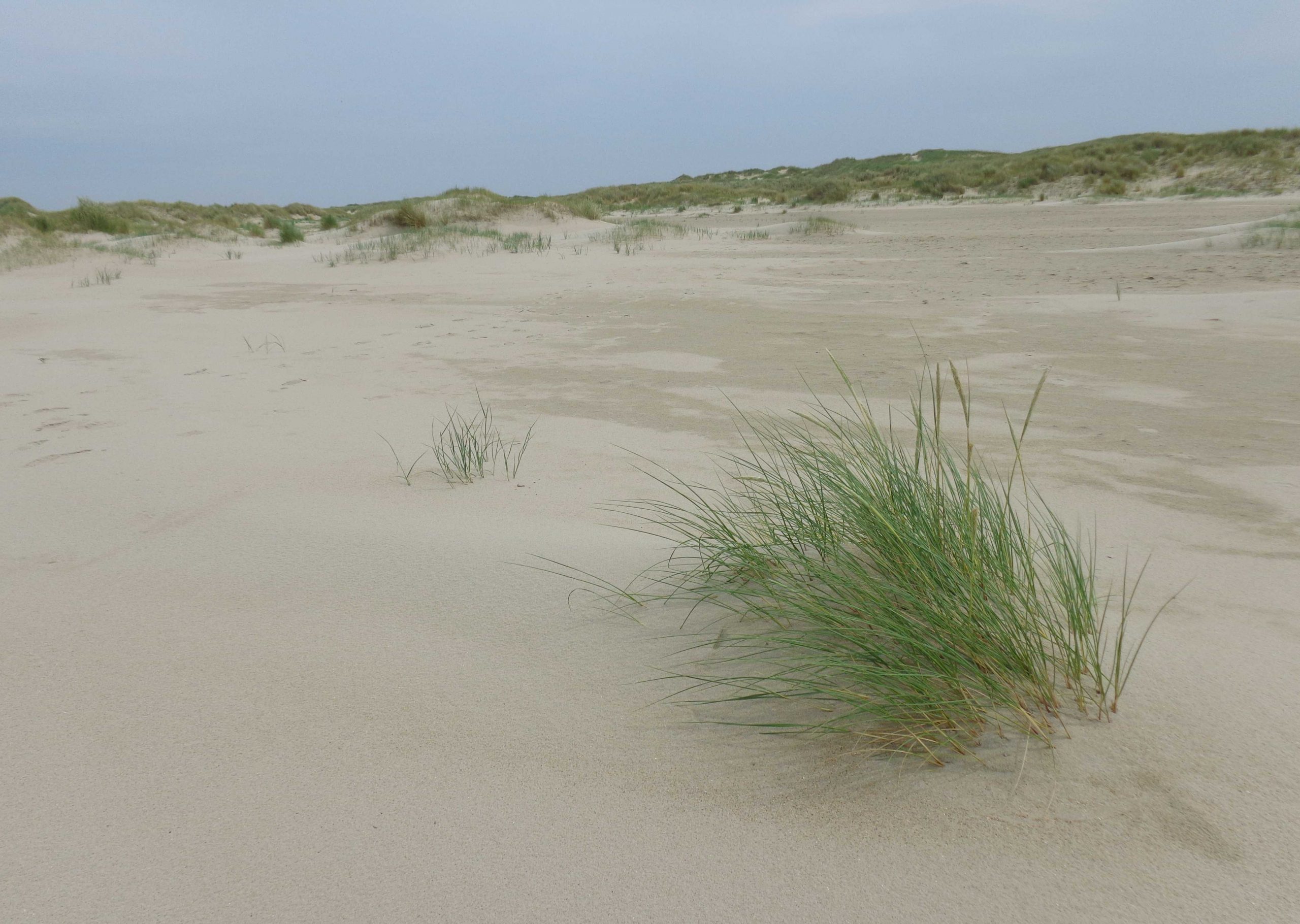 Duinen van Texel 3